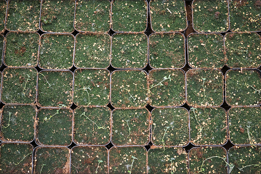 Potato plantlets propagated in a laboratory lie on the potting mix as workers transplant them in a greenhouse, at a research facility under the International Potato Center (CIP), in the Yanqing district, Beijing, China. - REUTERS