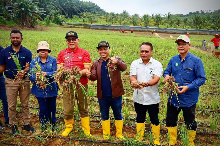Datuk Muhamad Khairil dan Izham Hashim bersama petugas lain menunjukkan hasial tuaian fasa pertama Projek Bawang Rose Ehsan. - Gambar PKPS