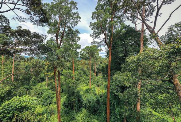 Jangan panik jika sesat di hutan, guna formula 