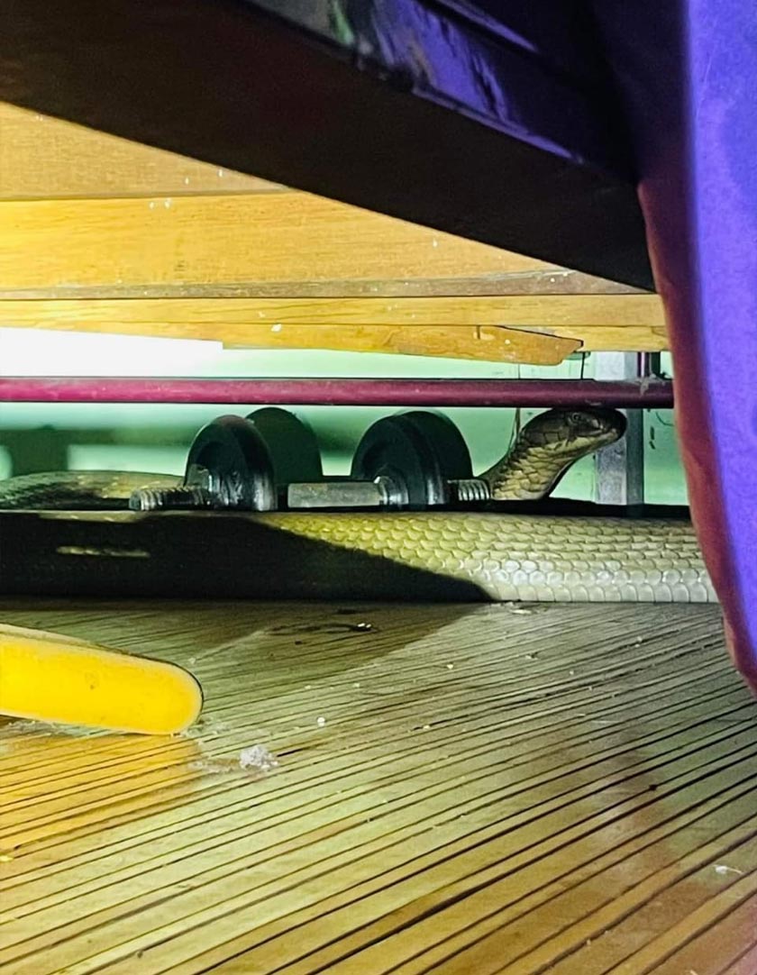 Pasukan bomba mendapati seekor tedung selar menyorok di bawah katil dalam sebuah bilik di rumah berkenaan. - Foto JBPM