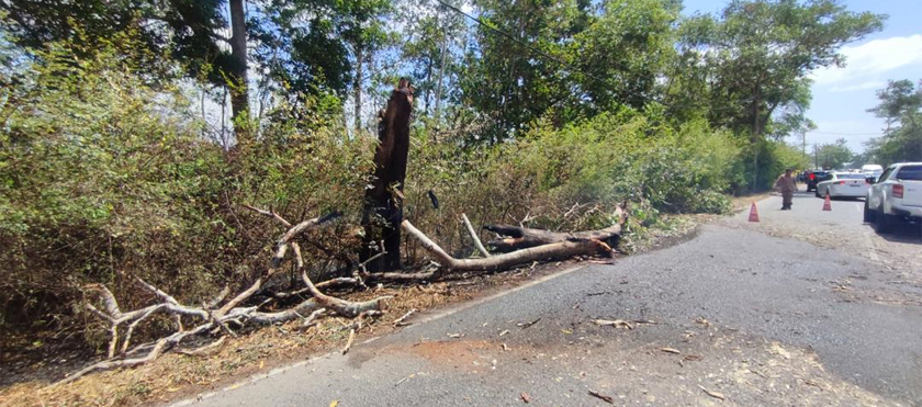 Mohd Robbil meninggal dunia selepas dihempap sebatang pokok yang terbakar di Jalan Hutan Kampung, di Alor Setar. - Foto Astro AWANI