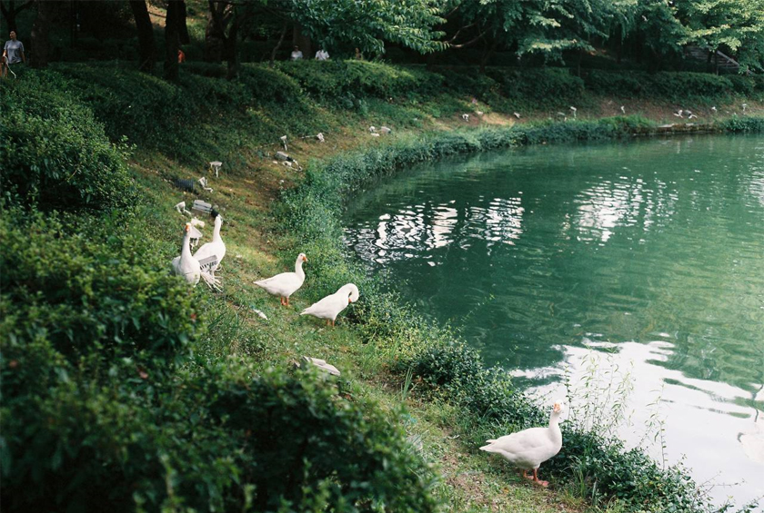 Sambil-sambil healing dan beriadah, anda juga boleh memberi makan kepada itik yang ada di tasik berkenaan. Foto: Amiruddin Hardy 