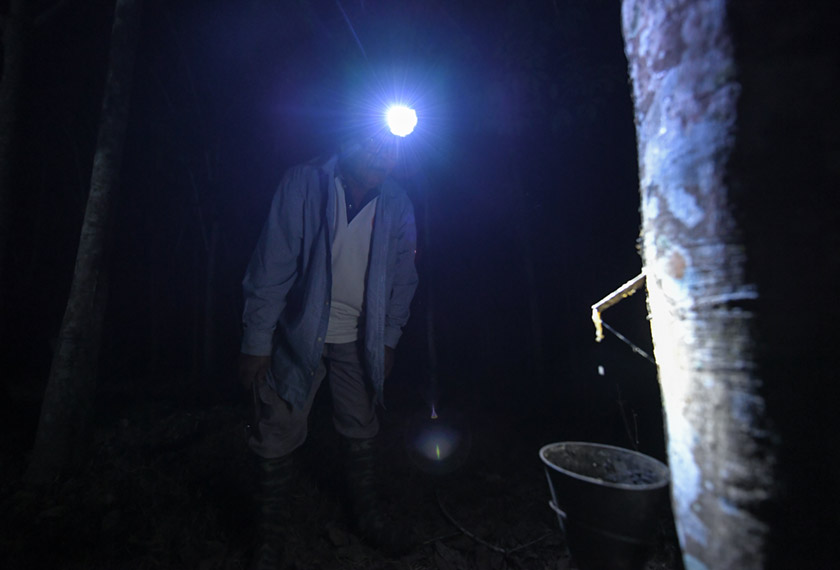 aktiviti menoreh perlu dilakukan demi mencari rezeki meskipun hasil yang diperoleh sedikit berkurang ketika musim panas. - Foto Bernama