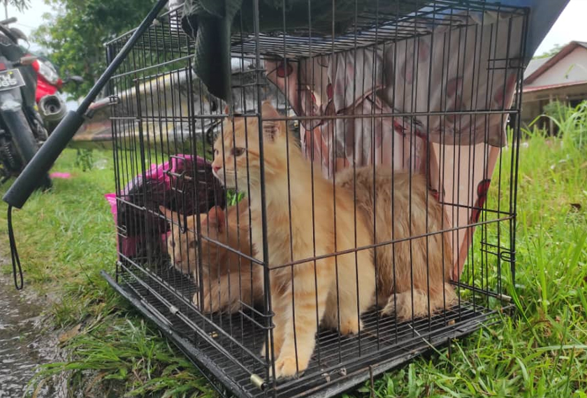 Tiga kucing milik Fairus, Milo, Jojo dan Baby. - Gambar/ Astro AWANI