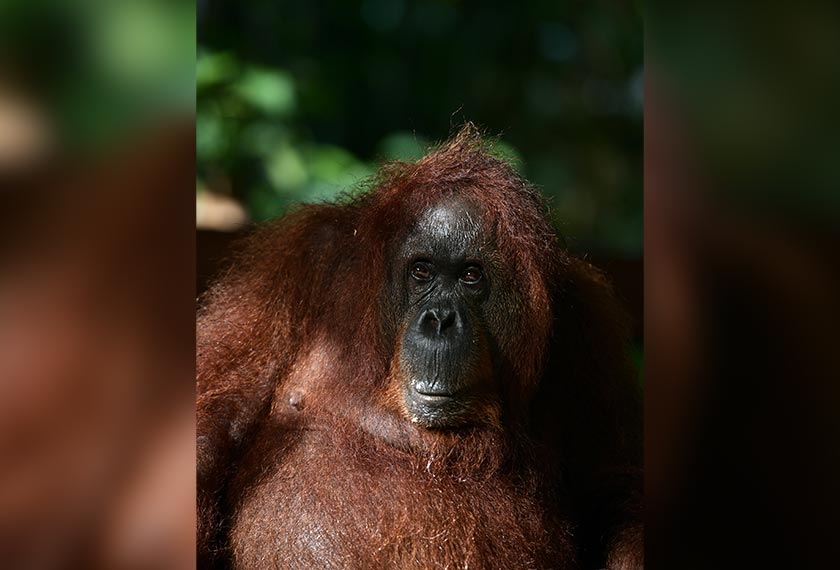 'Grand Old Lady of Semenggoh' gelaran yang diberi untuk