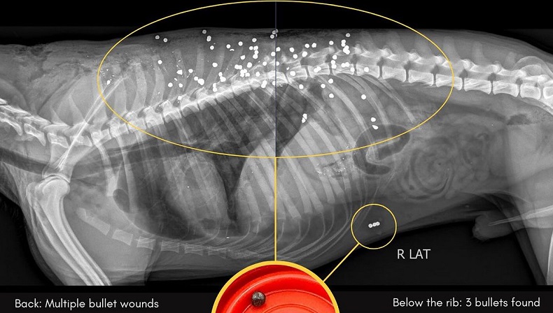 Stray dog Brownie was found riddled with metal bullets in his body in an X-Ray scan  - Pic by My Forever Doggo/ Woof my Roof Instagram 