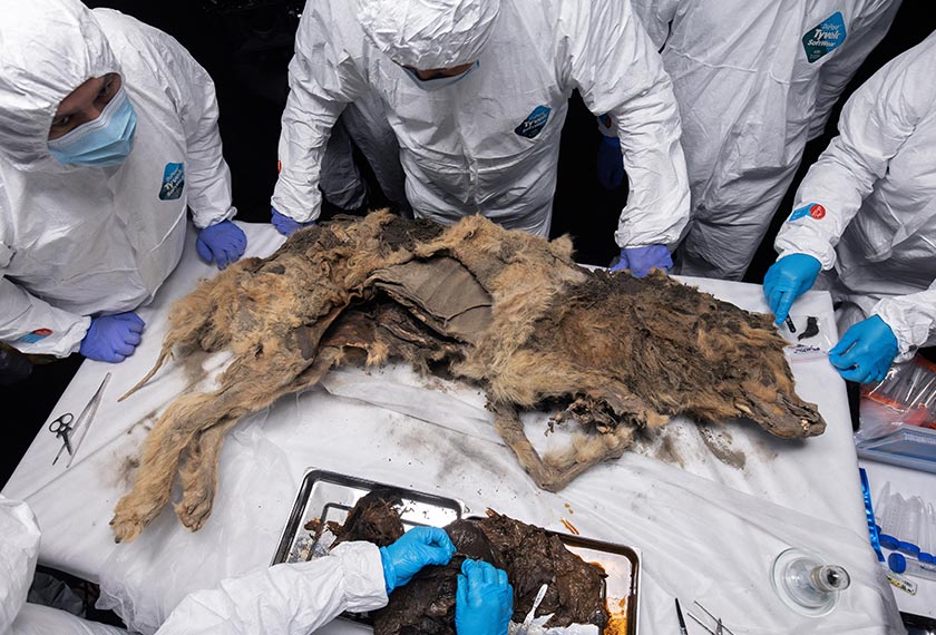 Scientists perform an autopsy of an ancient wolf, frozen in permafrost for more than 44,000 years and found by locals in Yakutia, at the laboratory of the North-Eastern Federal University in Yakutsk, Russia June 18, 2024. Michil Yakovlev/North-Eastern Federal University/Handout via REUTERS