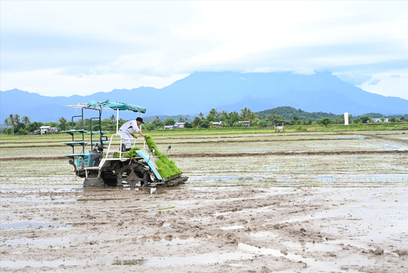 Projek SMART SBB Ala Sekinchan bermula daripada sistem penanaman padi di peringkat awal, pengawalan racun serangga, dan pembajaan yang menepati masa. - Astro AWANI