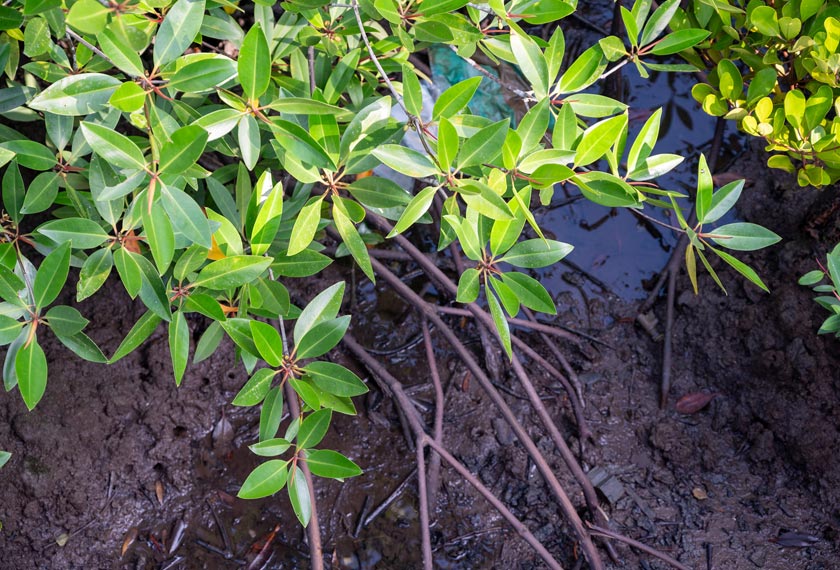 Foto Yayasan Hijau Malaysia