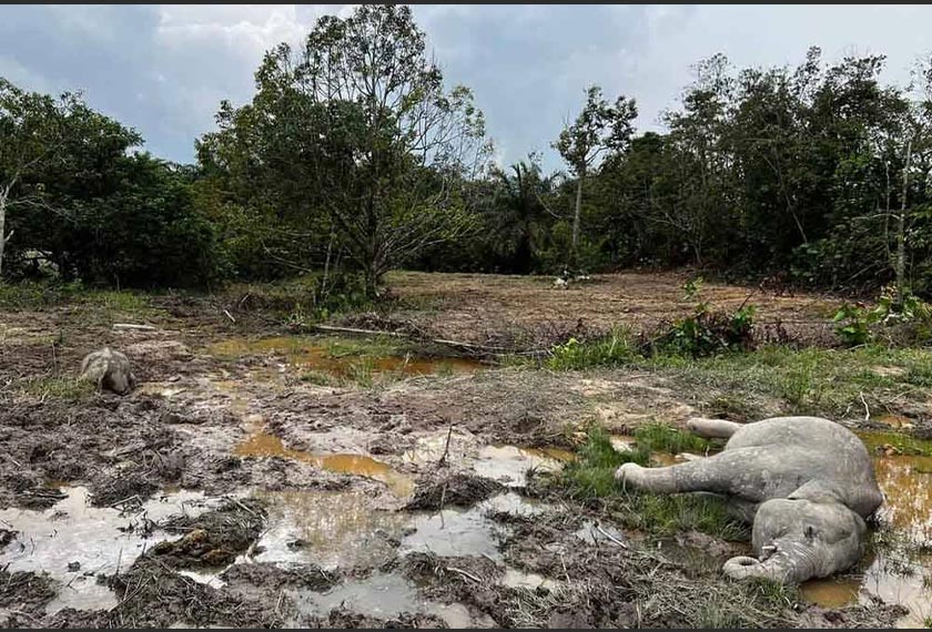 Keadaan bangkai gajah yang ditemui di Kampung Sri Timur, Kahang Kluang, pada Sabtu.