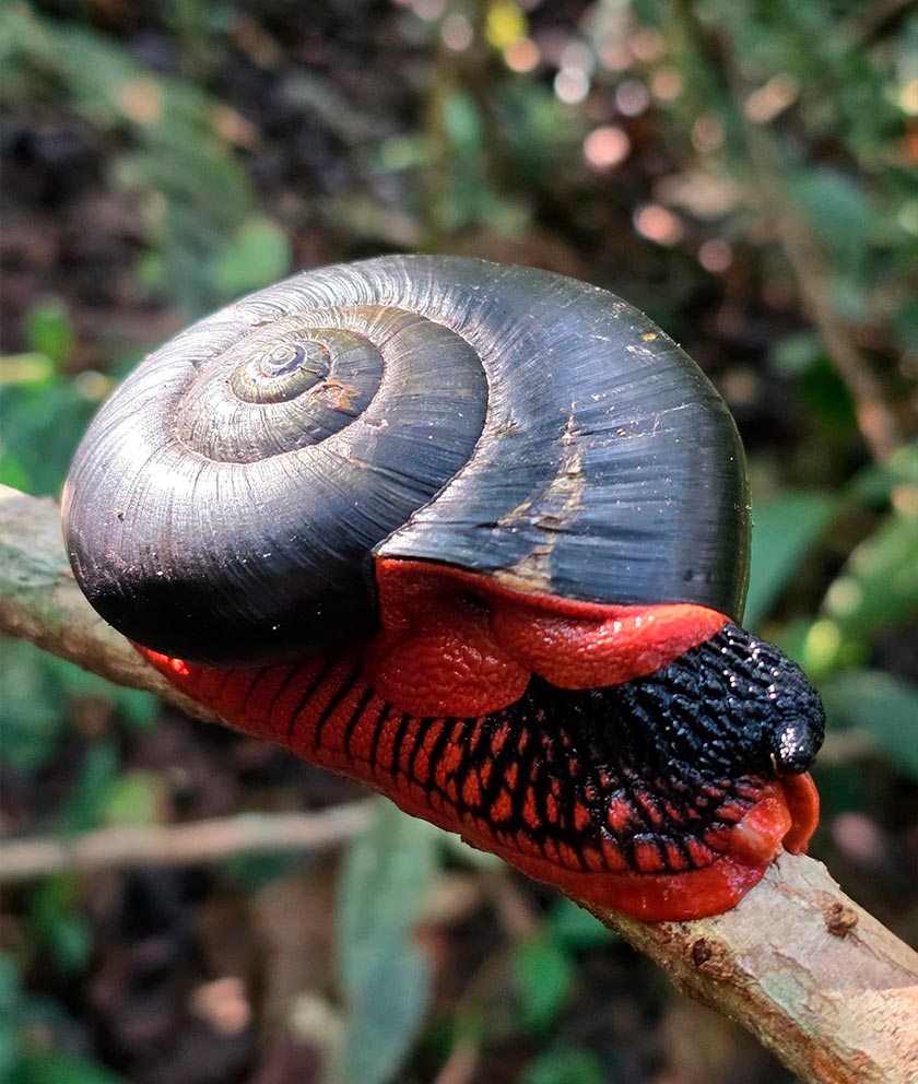 Siput Api (fire snail) yang dikategorikan antara spesies dilindungi turut dijumpai semasa pendakian 10 peserta Trans Titiwangsa Versi Empat (TTV4) di Banjaran Titiwangsa, banjaran gunung terpanjang Malaysia, baru-baru ini. --fotoBERNAMA