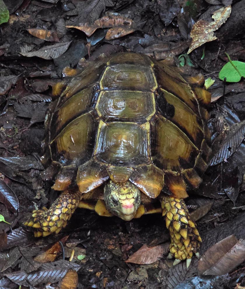 Baning Bukit (kura-kura) yang dikategorikan antara spesies dilindungi turut dijumpai semasa pendakian 10 peserta Trans Titiwangsa Versi Empat (TTV4) di Banjaran Titiwangsa, banjaran gunung terpanjang Malaysia, baru-baru ini. --fotoBERNAMA