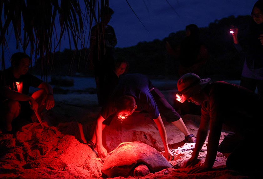 Conservationists inspect a turtle after it laid eggs at the shore of the South China Sea at Redang Island, Malaysia. - REUTERS/Hasnoor Hussain