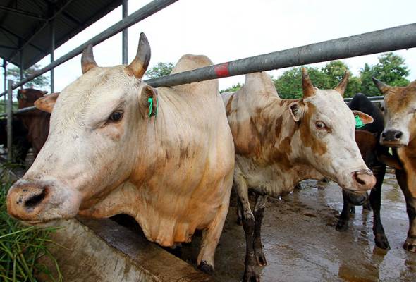 JPV Melaka keluar 887 Permit Sembelih Luar bagi penyembelihan korban - Exco
