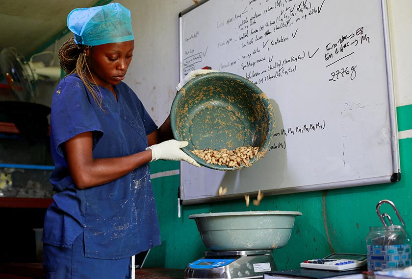 Exaucee Kamelo, nutritionist and technician at the Farm for Orphans (FFO), weighs the quantity of palm weevil larvae growing and developing at the farm in Kinshasa, Democratic Republic of Congo. - REUTERS