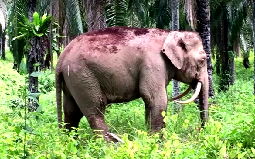 The elephants have since entered human-dominated areas in search of food, which can cause them to destroy crops and face retribution killing. - Screenshot/via REUTERS