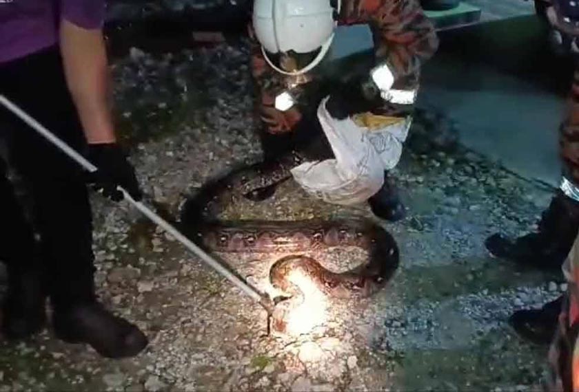 Hanya anggota terlatih diberi tanggungjawab untuk menangkap ular. - Foto Sinar Harian