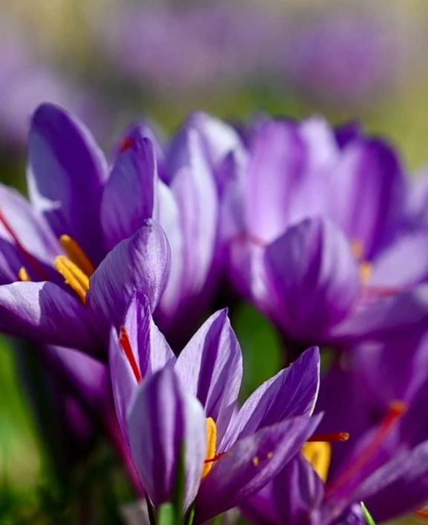 Safron adalah herba yang mahal dan sukar didapati di Malaysia kerana ia hanya hidup di negara beriklim sejuk atau empat musim. - Foto Astro AWANI