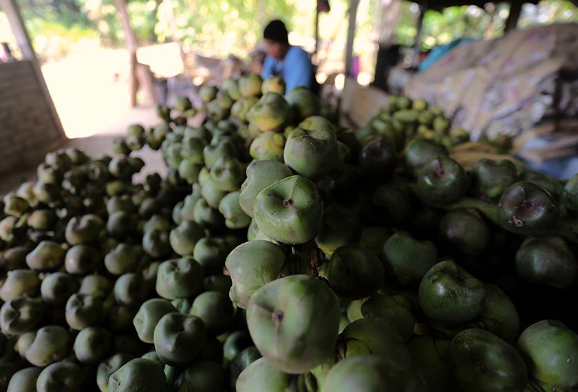 Buah kantor atau buah kabung yang diambil di pokok yang meliar sekitar kawasan hutan di Kampung Tua, Tanjung Belanja, Parit, Perak. - Gambar Bernama 