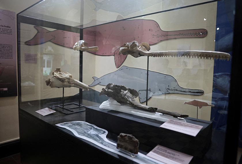 A fossil of the skull of the largest dolphin in history that inhabited the Peruvian Amazon 16 million years ago and was discovered in an expedition sponsored by the National Geographic Society is exhibited at the Museum of Natural History in Lima, Peru, March 20, 2024. - REUTERS