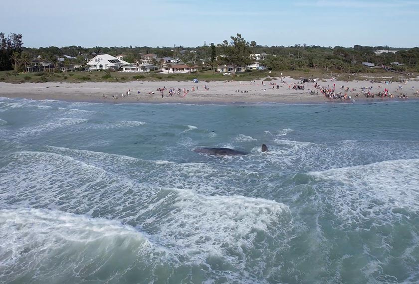 Other toothed whales such as sperm whales, as well as the filter-feeding baleen whales, including the blue whale, have not been found to experience menopause. - City of Venice/via REUTERS