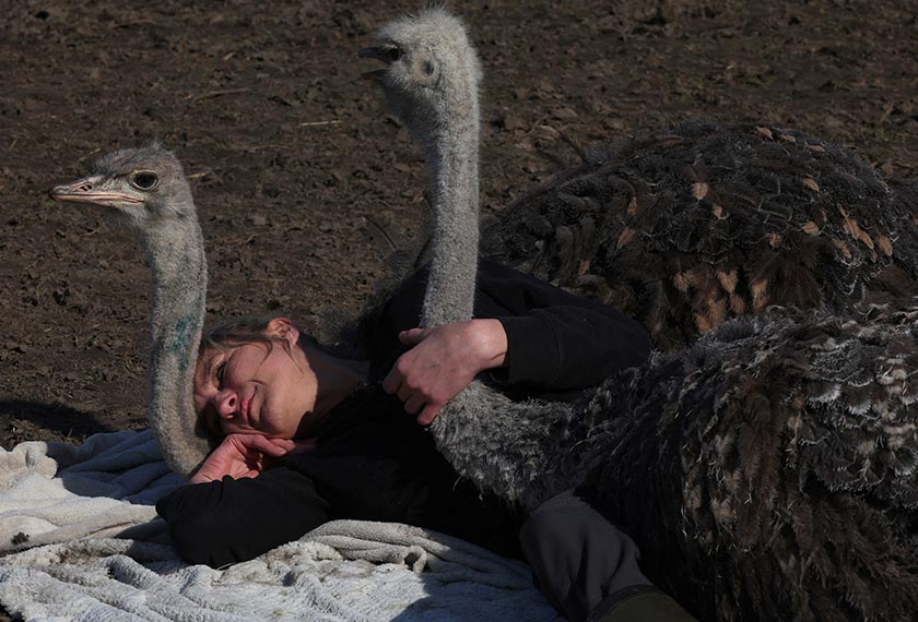 Belgian Wendy Adriaens, the founder of De Passiehoeve, an animal rescue farm where animals support people with autism, depression, anxiety, or drug problems, offers a hug to a male ostrich Pino and a female ostrich Blondie, both 10-month-old, at Passiehoeve farm, in Kalmthout, Belgium