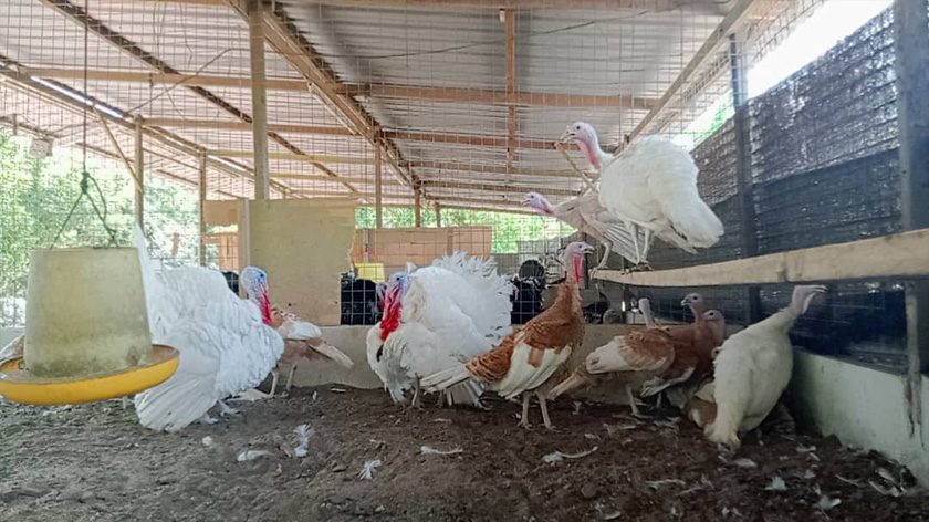 Berat seekor ayam belanda bersamaan dengan kira-kira empat ekor ayam standard.