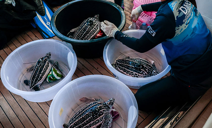 One-year-old leatherback turtles equipped with a tiny satellite tag prepare to be released into the sea in Phuket province, Thailand. - REUTERS