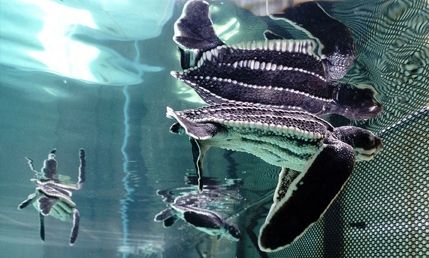 One-month-old baby leatherback turtles swim inside a pond at Phuket Marine Biological Center, in Phuket province, Thailand. - REUTERS
