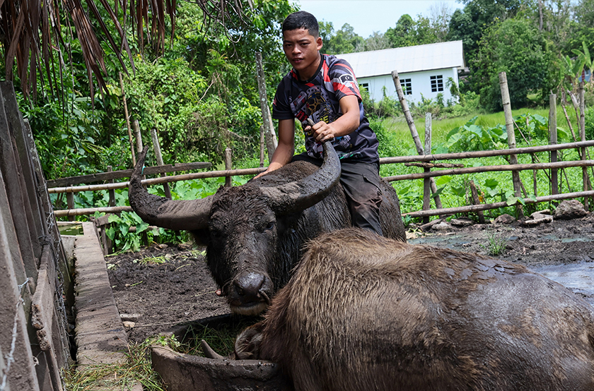 Meskipun sibuk di bengkel motosikal, Muhammad Syukur masih mempunyai masa untuk menguruskan lebih 80 ekor kerbau, 30 ekor kambing dan tiga ekor lembu ternakan yang diwarisi daripada bapanya semasa ditemu bual. --fotoBERNAMA