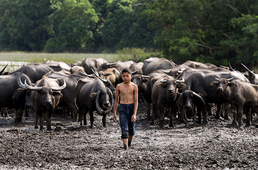 Gambar Muhammad Syukur bersama kerbau yang dirakam pada 2019. --fotoBERNAMA