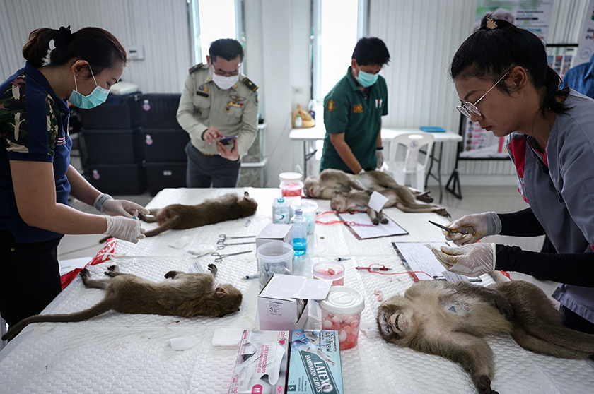 Veterinarians from the Department of National Parks, Wildlife and Plant Conservation carry out sterilisation procedures on long-tailed macaques, due to the increase of the macaque population in the urban areas and tourist spots of the city, after officials captured the monkeys in Lopburi, Thailand. - REUTERS