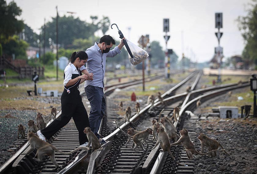 People carrying fruit cross a railroad to feed long-tailed macaques during the annual Monkey Festival, before officials started capturing monkeys, in Lopburi, Thailand. - REUTERS