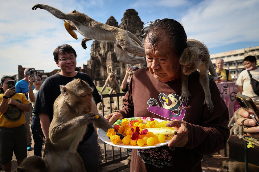 Long-tailed macaques eat fruit as they cling onto Yongyuth Kitwatananusont, 83, who has organised the annual Monkey Festival for thirty-five years at Phra Prang Sam Yot temple, before officials started capturing monkeys, in Lopburi, Thailand. - REUTERS
