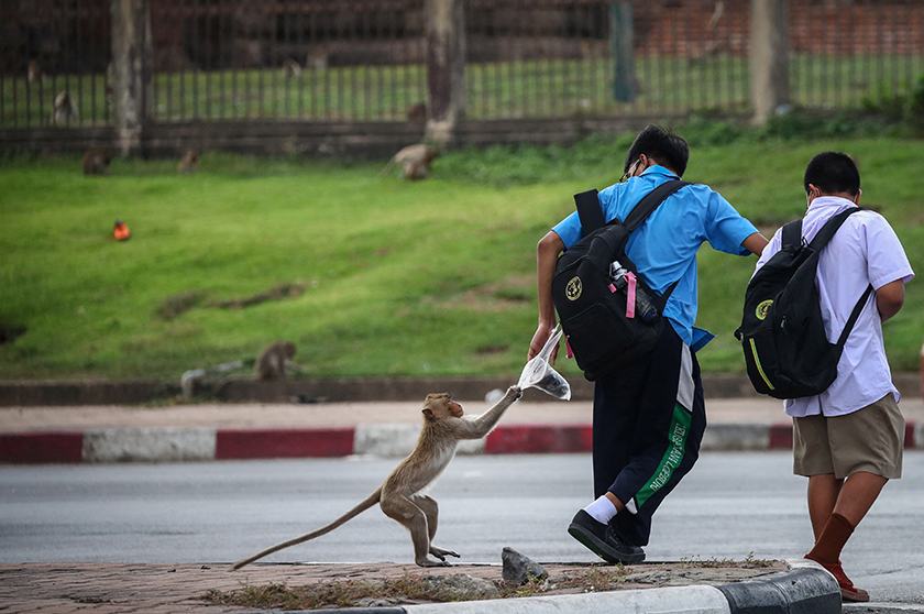 A long-tailed macaque snatches food from a local student near Phra Prang Sam Yot temple, as officials start capturing monkeys in Lopburi, Thailand. - REUTERS