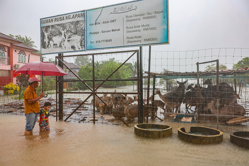 Penternak Rusa Nik Hashim Nik Nordin, 51, memantau keadaan kandangnya yang dinaiki air di Apam Kepas Lati, Pasir Mas. - Foto BERNAMA