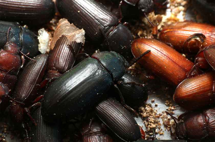 Spesies kumbang gelap. - Foto ICIPE