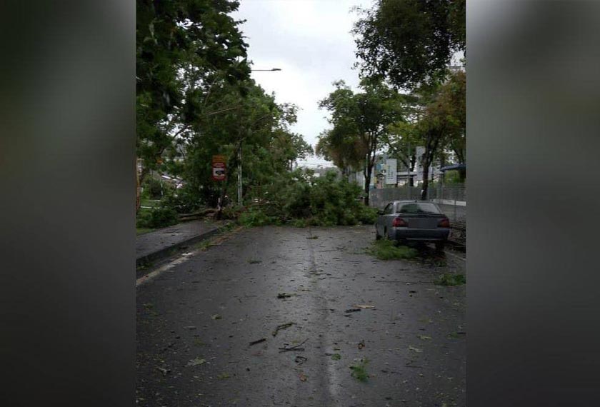 Kejadian pokok tumbang di Tanjung Bungah selepas kejadian angin kencang pada pagi Selasa. Foto ihsan orang awam
