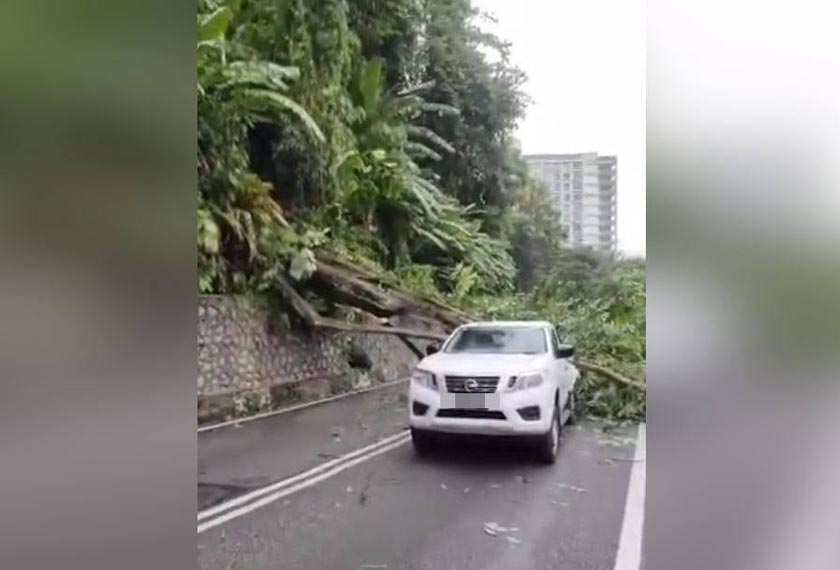 Kejadian pokok tumbang di Paya Terubong. Foto ihsan orang awam