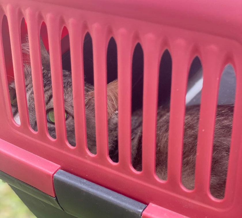 Lucingnya diberi nama Kowalski itu dilihat ketakutan serta trauma ketika diselamatkan. - Foto Astro AWANI