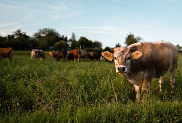 51745821171_lembu.jpg