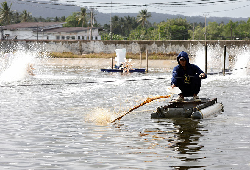 A worker feeds shrimps at Ujung Kulon Sukses Makmur Abadi, a shrimp farms company in Pandeglang, Banten province, Indonesia. - REUTERS