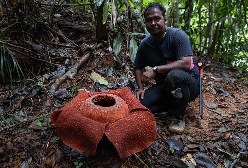 Pemandu pelancong daripada suku Orang Asli Temiar, Rusli Angah, 43 bergambar bersama Pokok Bunga Pakma pada liputan di Pusat Konvervasi Rafflesia di Kelantan. - Bernama