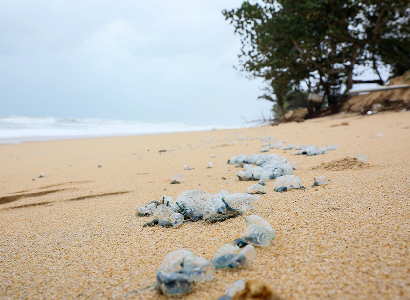 Kewujudan hidupan ini banyak direkodkan di lautan Pasifik, India dan Atlantik, bagaimanapun pada November tahun lepas, ia didapati turut ditemui di sekitar pantai sekitar di Kuala Nerus. -- fotoBERNAMA 