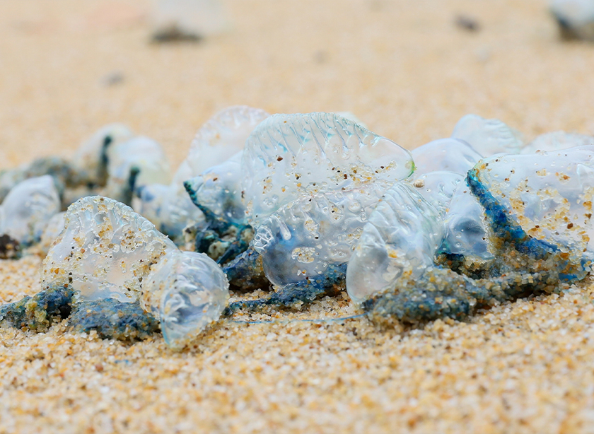 Pakar berkata, ubur-ubur ini mempunyai sel-sel penyengat berbisa yang terletak di bahagian tentakel, berfungsi untuk menangkap mangsa sebagai mekanisme pertahanannya. --fotoBERNAMA