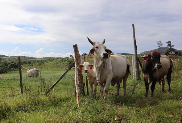41737823078_Lembu.jpg