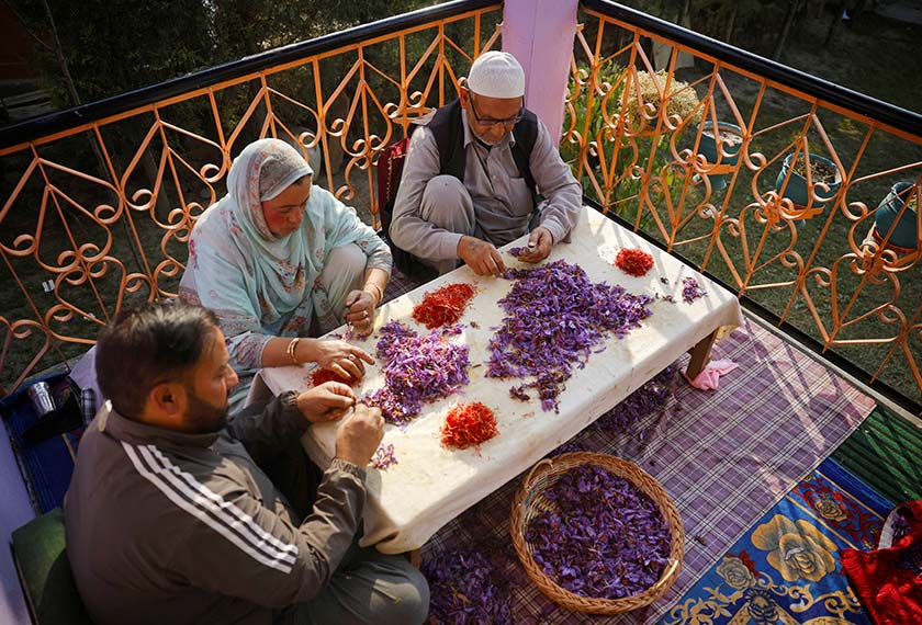 Kashmiri farmer and saffron producer Ghulam Mohammad Mir and his family pick saffron stigmas from the flowers at his residence in Kashmir's Pampore. - REUTERS