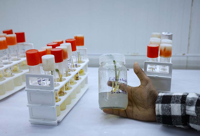 Mudasir Hafiz, a professor at Sher-e-Kashmir University of Agricultural Sciences and Technology, displays a sample of a tissue culture of saffron at a research centre in Kashmir's Pampore town. - REUTERS
