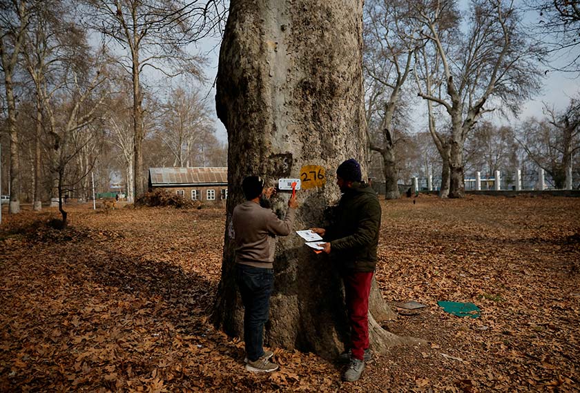 Workers install a QR code-based GIS plate, a geo-tagging process, on a plane tree, locally known as Chinar, as part of the tree conservation, on the Kashmir University campus, in Srinagar. - REUTERS/Sharafat Ali