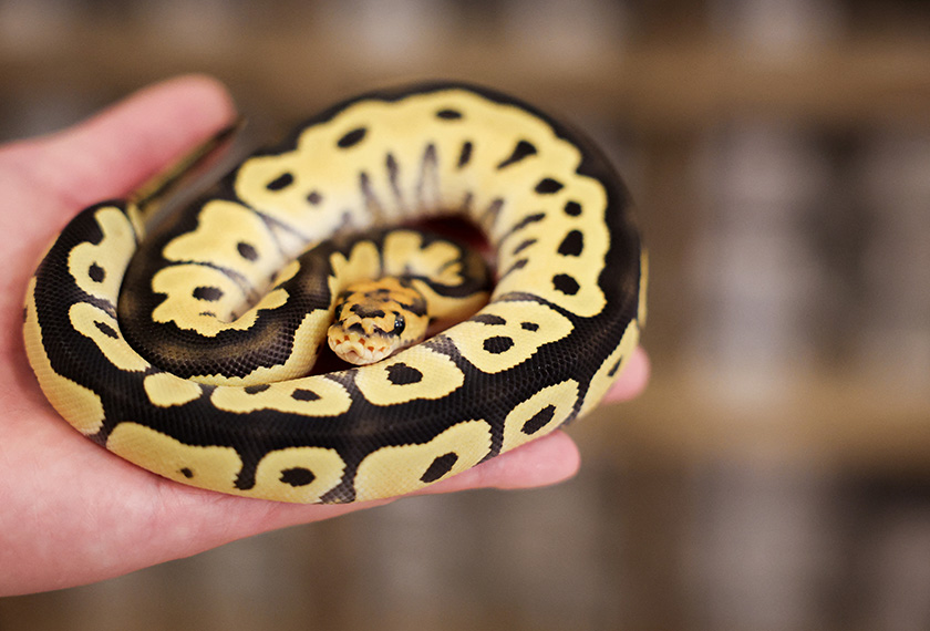 A snake can be seen at Pythonism, a pet store, that offers customers an opportunity to enjoy the company of snakes while sipping coffee, ahead of the upcoming Lunar New Year, which will usher in the Year of the Snake, in Taipei, Taiwan. - REUTERS